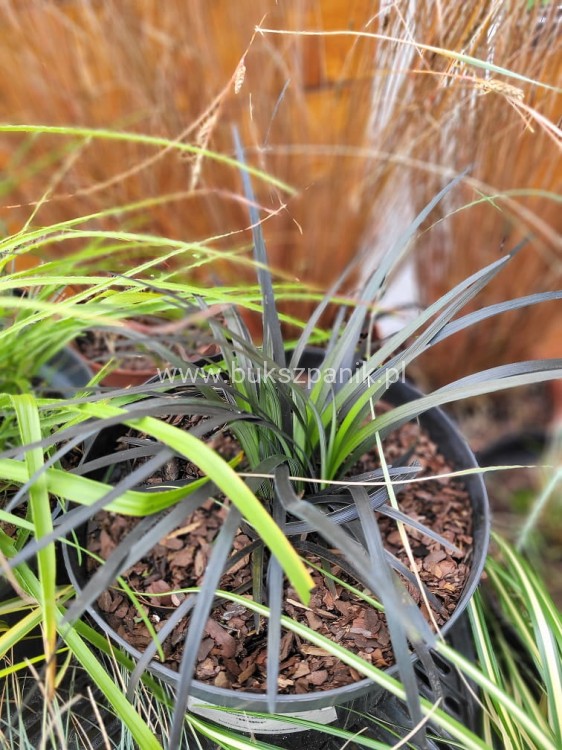 Konwalnik płaskopędowy NIGER - Ophiopogon planiscapus