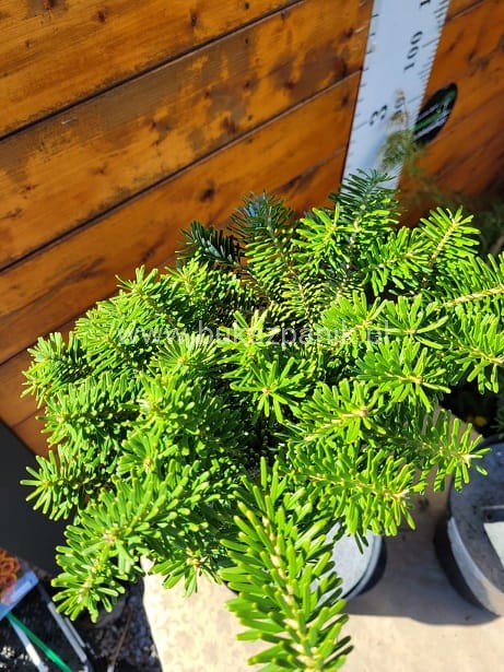Jodła koreańska CIS - Abies koreana PA20-25cm