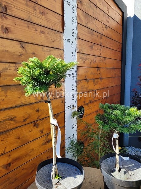 Jodła koreańska CIS - Abies koreana PA20-25cm