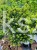 Ostrokrzew karbowanolistny Twiggy- Ilex crenata PA60-80cm C6/C10l