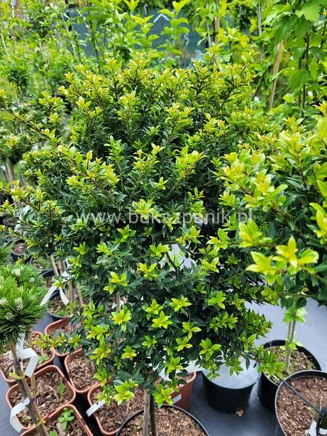 Ostrokrzew karbowanolistny Twiggy- Ilex crenata PA60-80cm C6/C10l