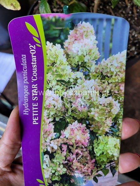 Hortensja bukietowa- PETITE STAR ‘COUSTAR02’ Hydrangea paniculata C5l