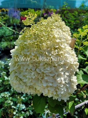 Hortensja bukietowa BOBO na PNIU PA 60cm - Hydrangea paniculata
