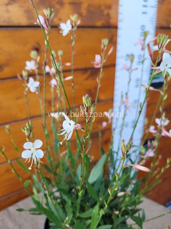 Gaura Lindheimera GRACEFUL WHITE- Gaura