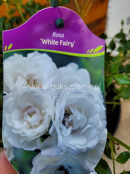 Róża White Fairy- Rosa c5l