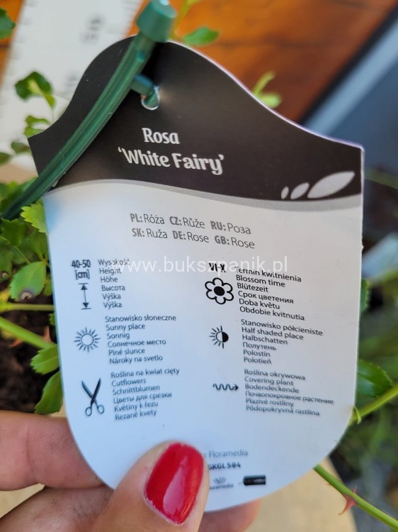Róża White Fairy- Rosa c5l