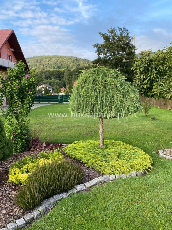Modrzew Japoński Pendula- Larix kaempferi PA 170-210cm, C15l