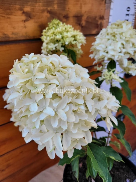 Hortensja bukietowa SKYFALL - Hydrangea paniculata C5l
