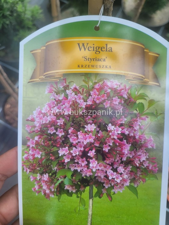 Krzewuszka cudowna Weigela PA różowa Styriaca