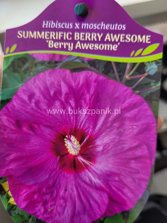 Hibiskus bagienny, bylinowy Summerific 'Berry Awesome- Hibiscus Summerific