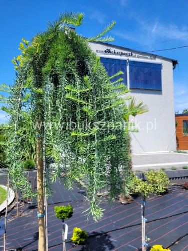 Modrzew Japoński Pendula- Larix kaempferi PA 170-210cm, C15l