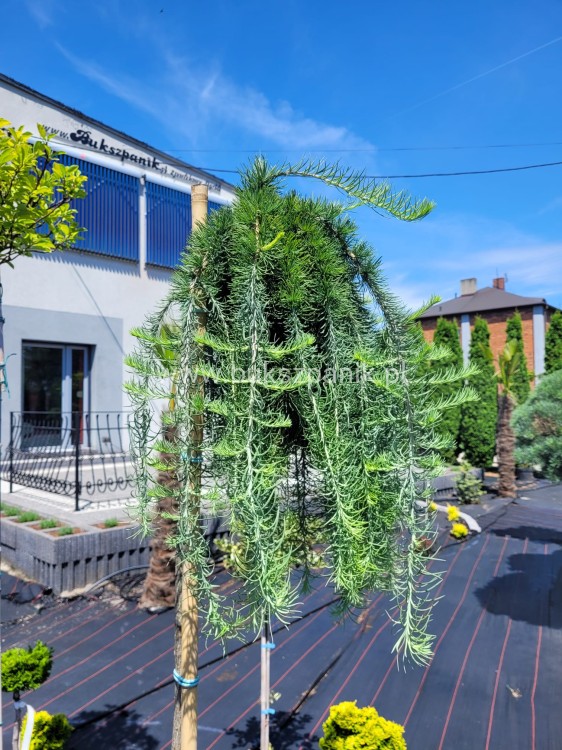 Modrzew Japoński Pendula- Larix kaempferi PA 170-210cm, C15l