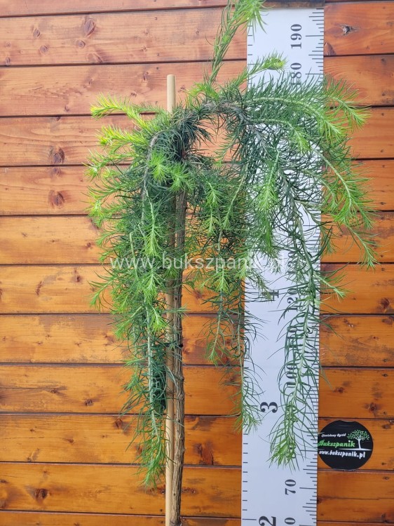 Modrzew Japoński Pendula- Larix kaempferi PA 170-210cm, C15l