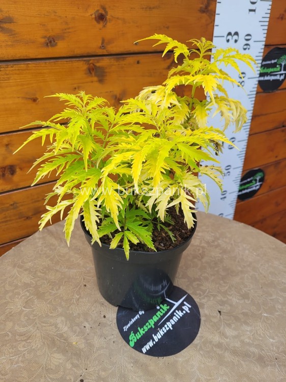 Bez koralowy Plumosa Aurea- Sambucus racemosa C3
