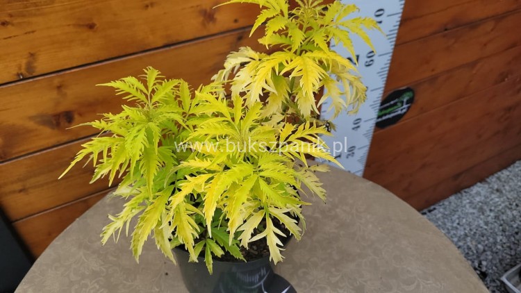Bez koralowy Plumosa Aurea- Sambucus racemosa C3
