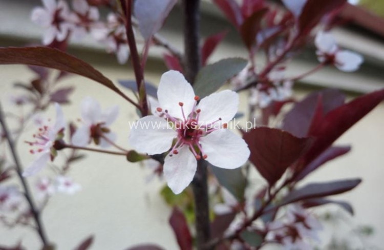 Śliwa wiśniowa NIGRA- Prunus cerasifera PA 220cm ob. 8-10cm