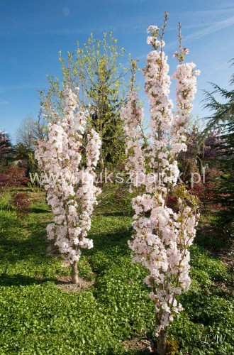 prunus.jpg