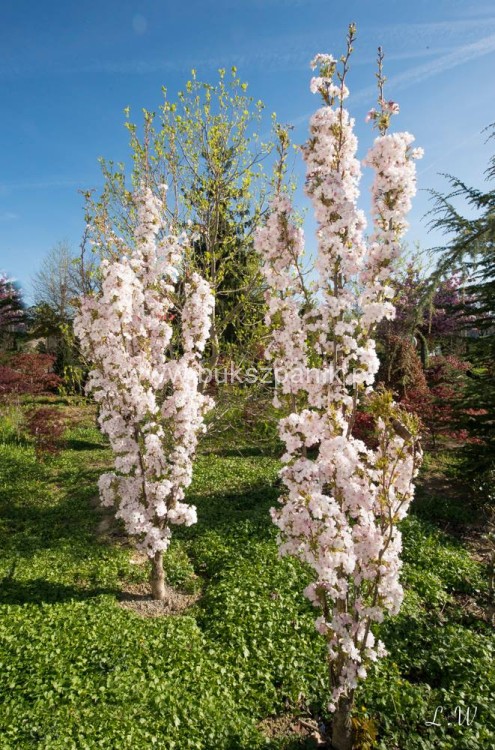 prunus.jpg
