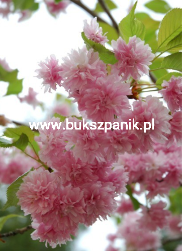 Wiśnia piłkowana KIKU SHIDARE ZAKURA - Prunus serrulata PA 200-220 cm ob. 12-14cm