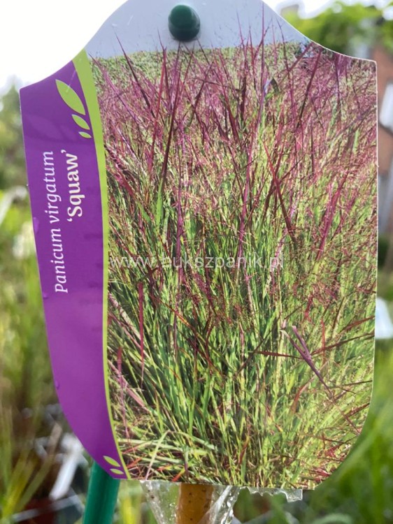 Proso rózgowate- Panicum Virgatum Squaw C3l