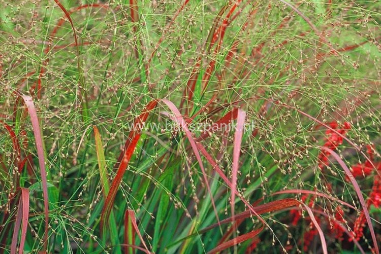 Proso rózgowate- Panicum Virgatum Squaw