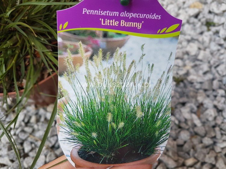 Rozplenica japońska/ Piórkówka 'Little Bunny'-Pennisetum alopecuroides