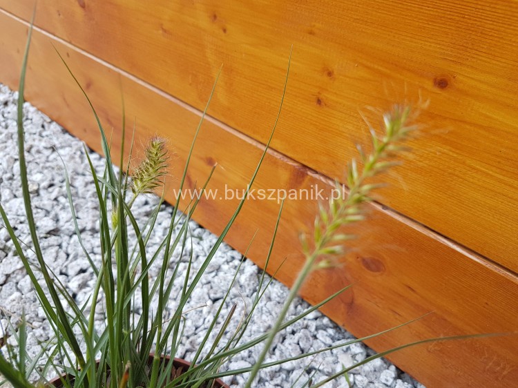 Rozplenica japońska/ Piórkówka 'Little Bunny'-Pennisetum alopecuroides