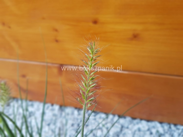 Rozplenica japońska/ Piórkówka 'Little Bunny'-Pennisetum alopecuroides