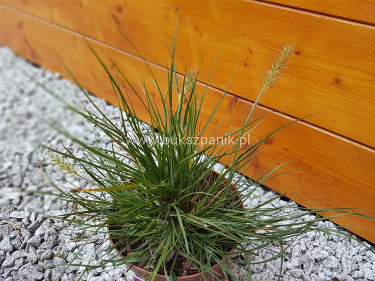 Rozplenica japońska/ Piórkówka 'Little Bunny'-Pennisetum alopecuroides