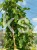 Morwa biała PENDULA PA 120-130cm Morus alba (