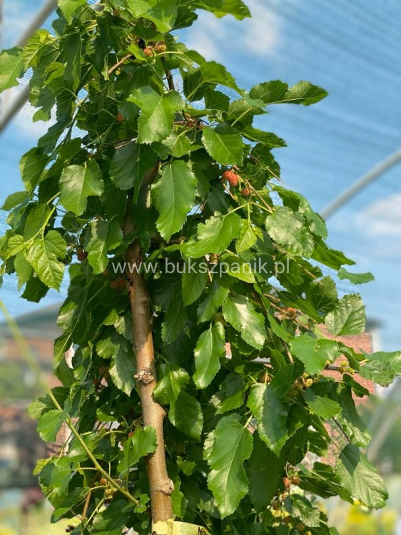 Morwa biała PENDULA PA 120-130cm Morus alba (