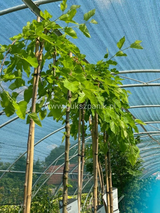Morwa biała PENDULA PA 120-130cm Morus alba (