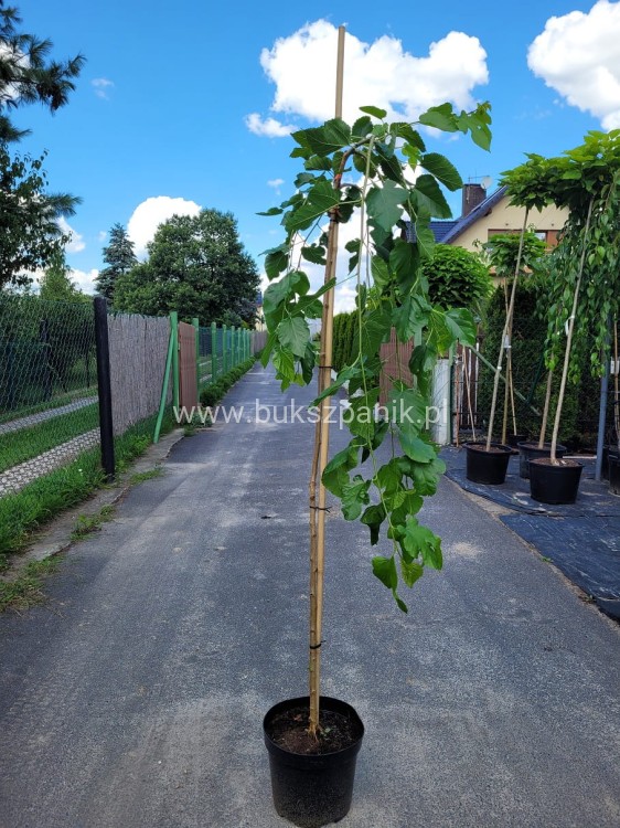 Morwa biała PENDULA PA 120-130cm Morus alba (