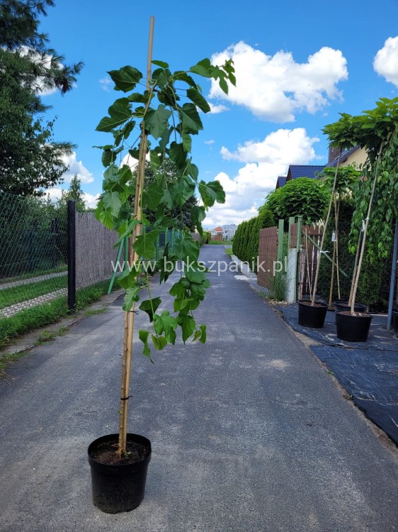 Morwa biała PENDULA PA 120-130cm Morus alba (