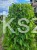 Morwa biała PENDULA PA 120-130cm Morus alba (