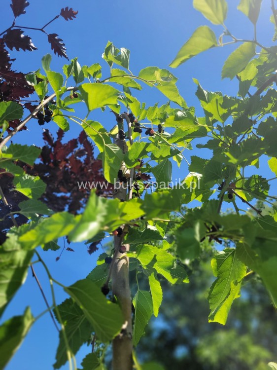2Morwa biała PENDULA PA 120-130cm Morus alba (