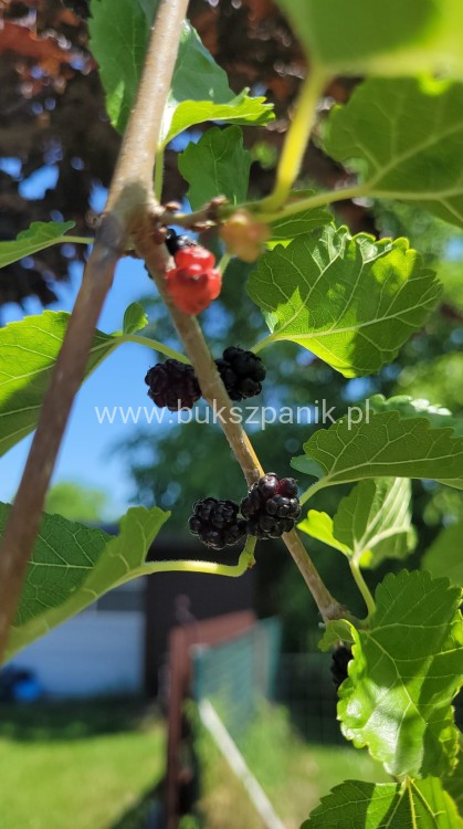 2Morwa biała PENDULA PA 120-130cm Morus alba (