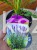 Liatra kłosowa 'Kobold'- Liatris spicata