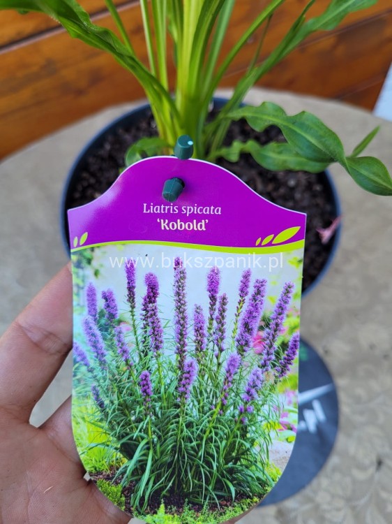 Liatra kłosowa 'Kobold'- Liatris spicata