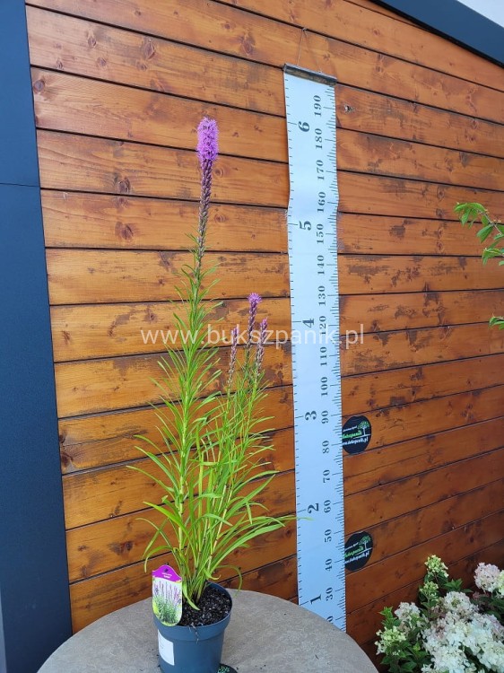 Liatra kłosowa 'Kobold'- Liatris spicata