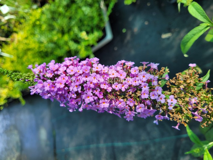 Budleja Davida 'Ile de France' - Buddleja davidii