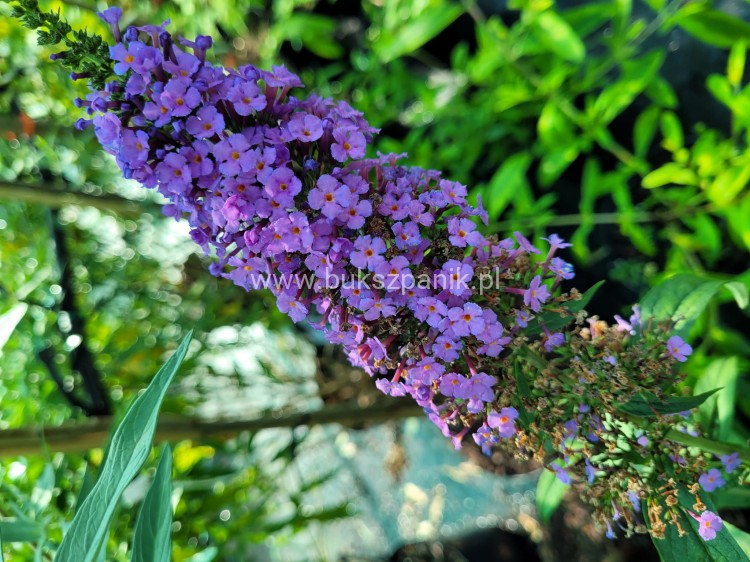 Budleja Davida 'Ile de France' - Buddleja davidii