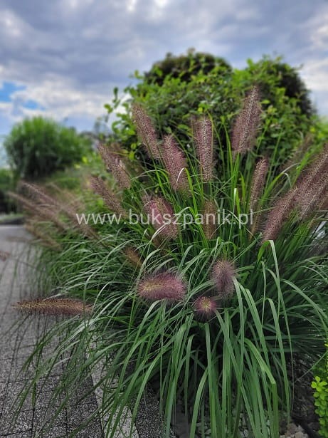 Piórkówka/Rozplenica japońska 'Black Beauty' Pennisetum alopecuroides C5
