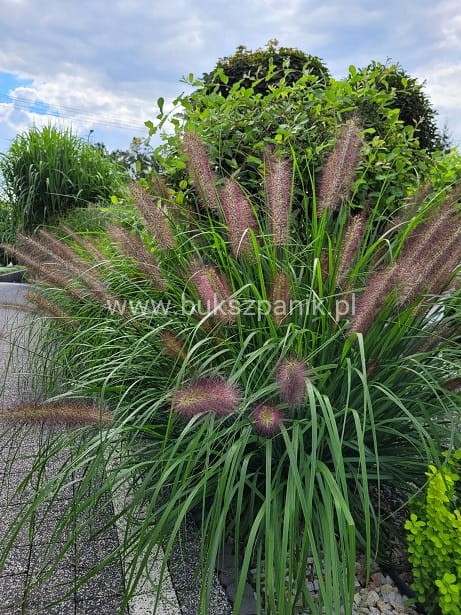 Piórkówka/Rozplenica japońska 'Black Beauty' Pennisetum alopecuroides C5
