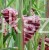 Miskant chiński BOUCLE- Miscanthus sinensis C5l