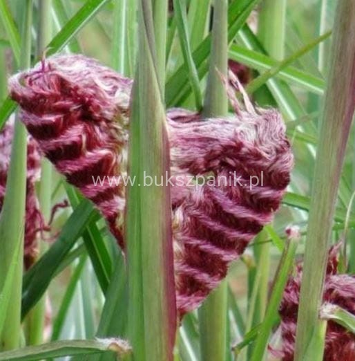Miskant chiński BOUCLE- Miscanthus sinensis C5l