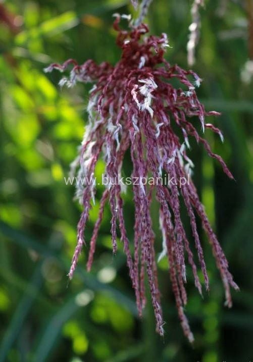 Miskant chiński BOUCLE- Miscanthus sinensis C5l