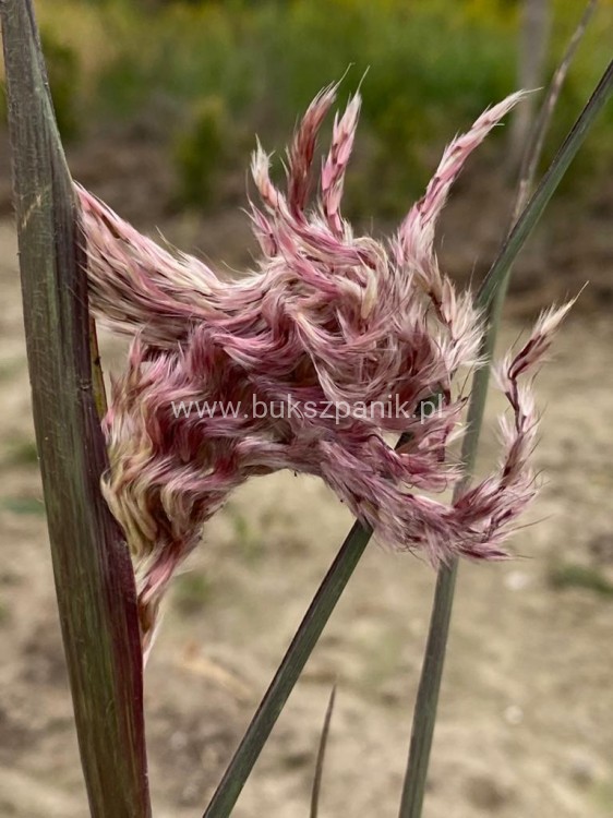 Miskant chiński BOUCLE- Miscanthus sinensis C5l