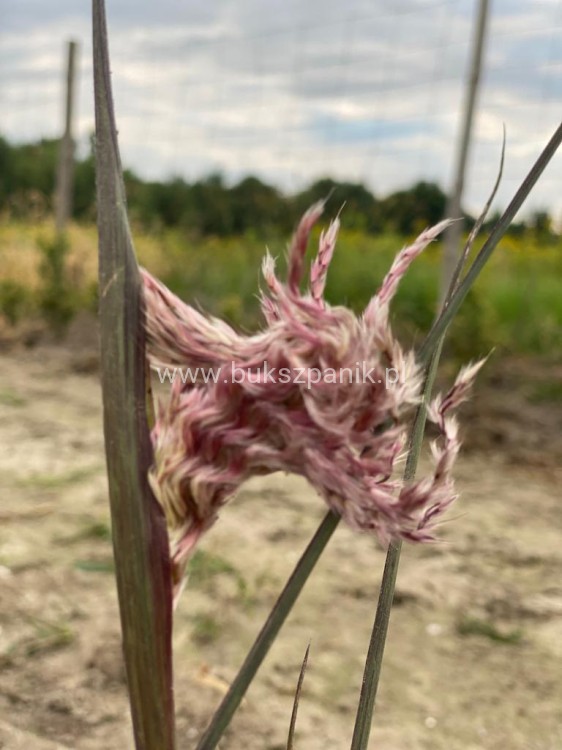 Miskant chiński BOUCLE- Miscanthus sinensis C5l