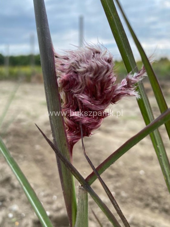 Miskant chiński BOUCLE- Miscanthus sinensis C5l